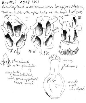 Vorschaubild Oreodaphne mexicana var. longipes Meisn.